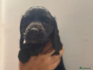 Cocker Spaniel dogs Cocker spaniel puppies - Advert 1