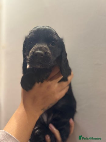 Cocker Spaniel dogs Cocker spaniel puppies - Advert 11