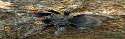 Tarantulas invertebrates for sale: Euathlus truculentus 'Blue' (Chilean Blue ) in Presteigne - Advert 7