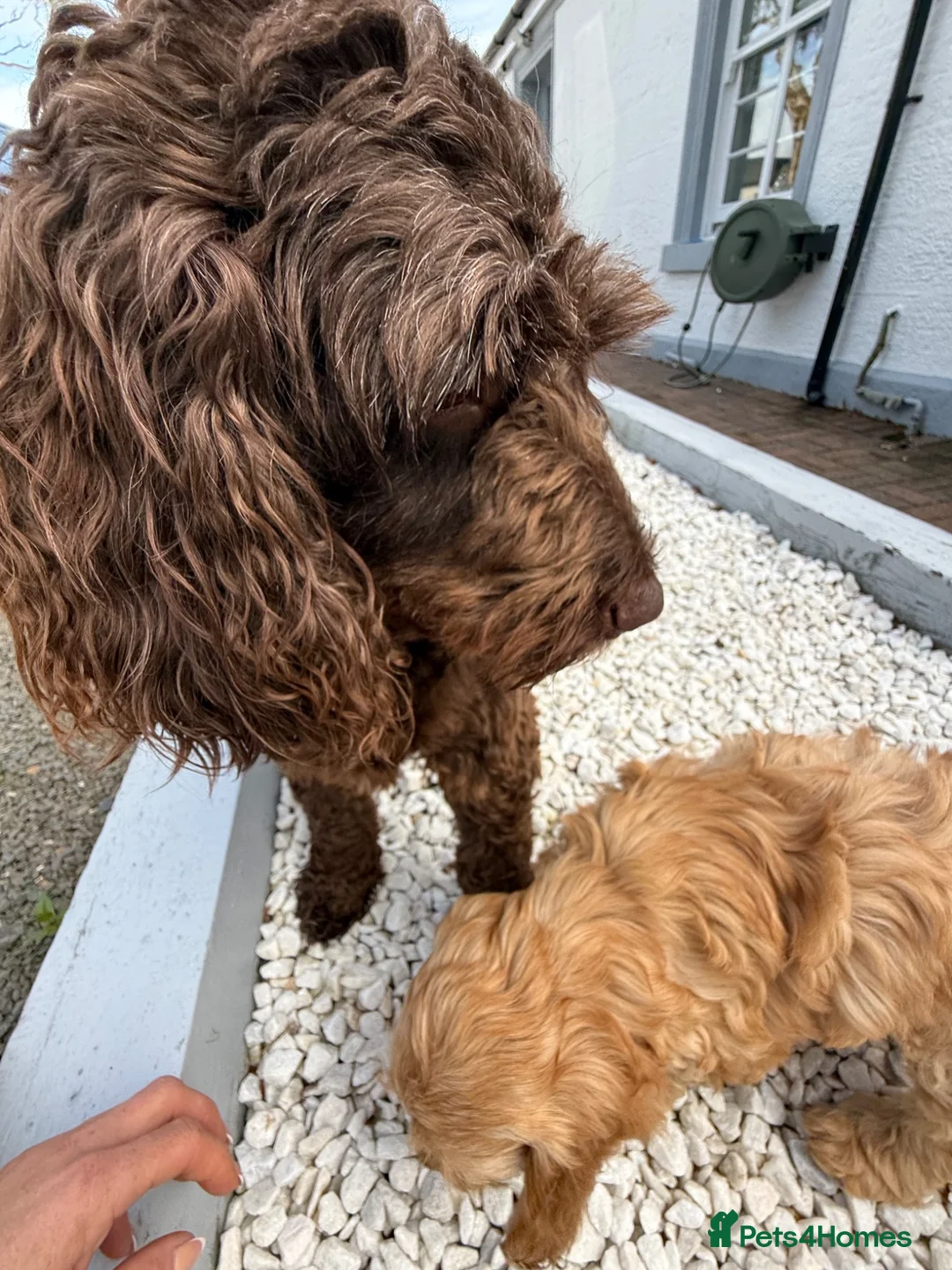 Cockapoo dogs for sale: Cockapoo Puppies in Glasgow - Advert 3