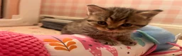 Scottish Fold cats for sale: 2 kittens left available  - Advert 6