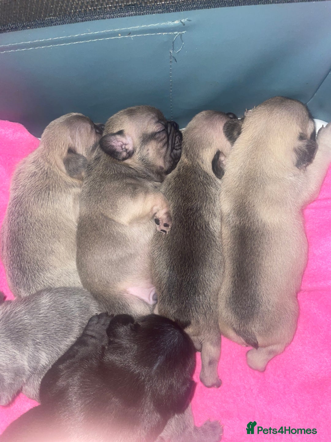 French Bulldog dogs for sale: French Bulldog Puppies - Advert 17