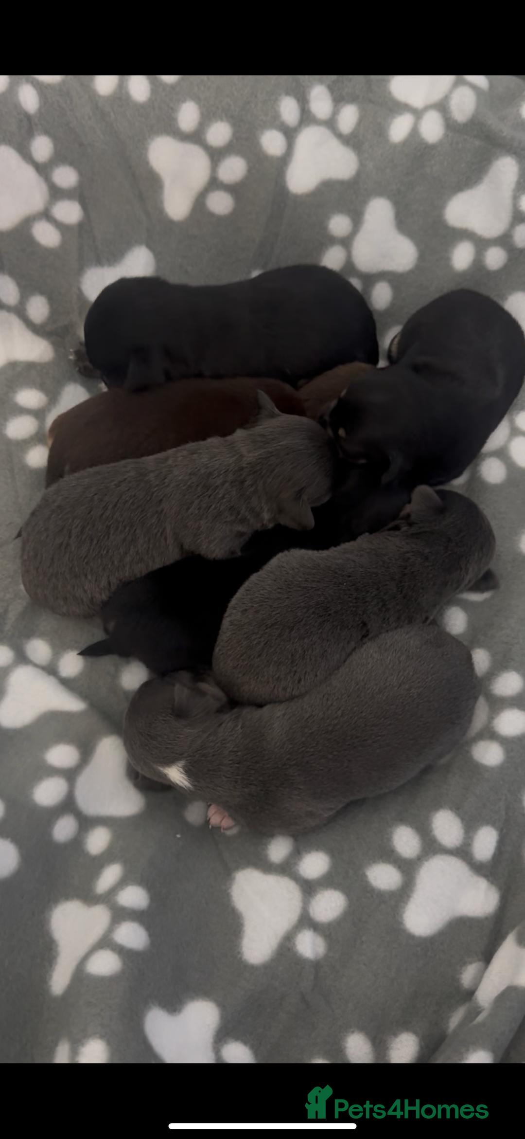 Chihuahua dogs for sale: X7 chihuahua puppies  - Image 17