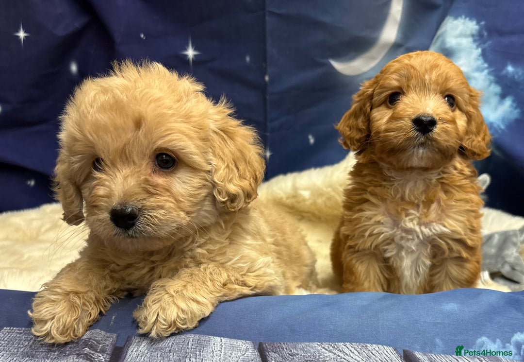 Cockapoo dogs for sale: 🐶 Gorgeous F1 Cockapoo Puppies –  Vet Checked  - Image 6