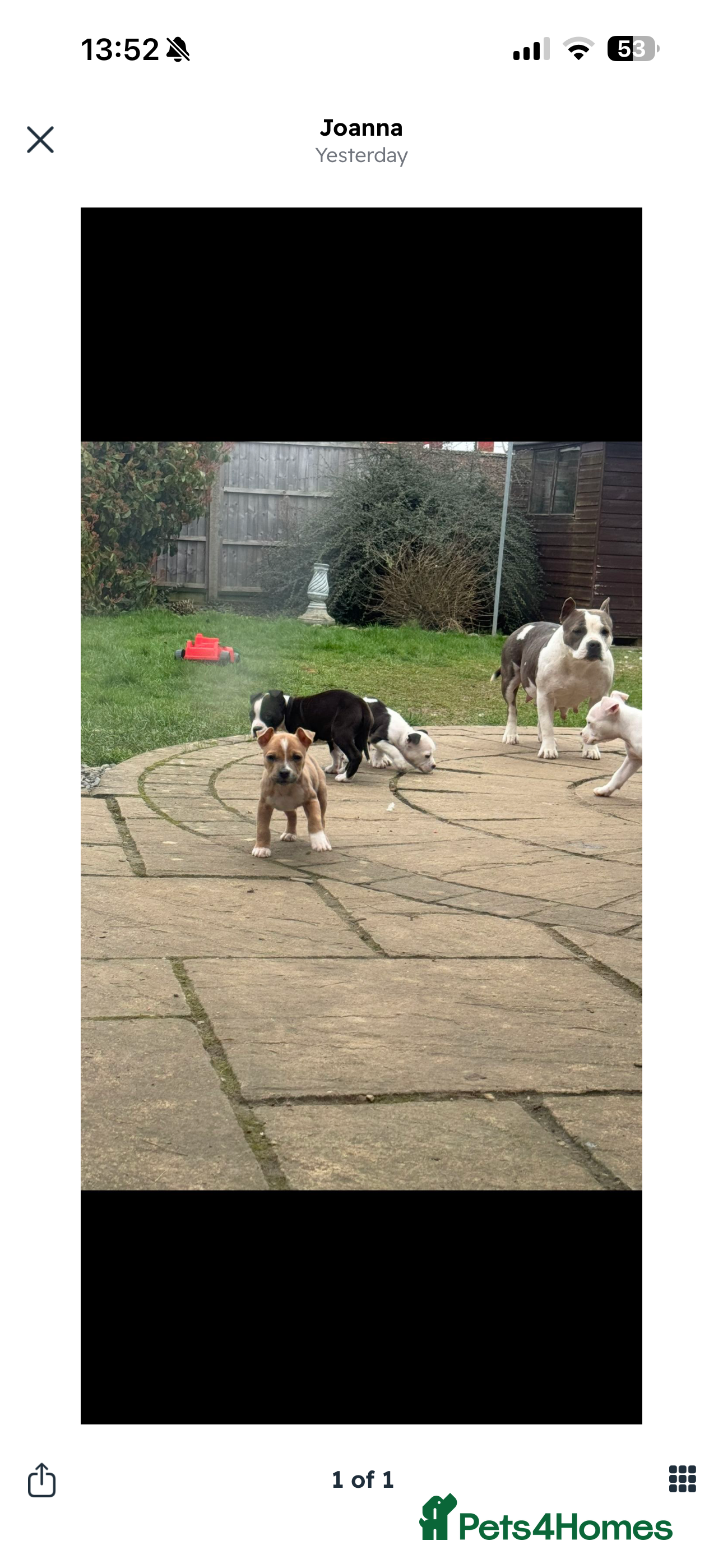 Staffordshire Bull Terrier dogs Sweet puppy staffordshire  - Advert 1