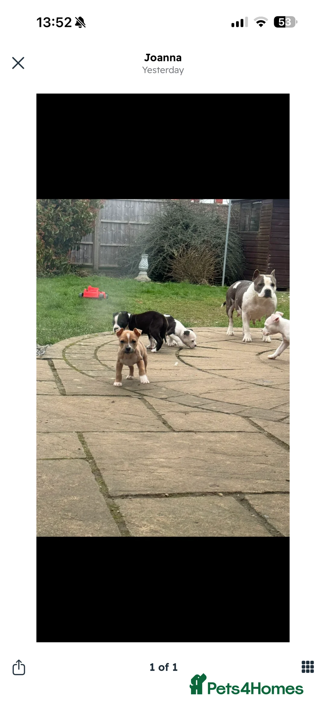 Staffordshire Bull Terrier dogs for sale: Sweet puppy staffordshire  in Boston - Advert 1