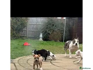 Staffordshire Bull Terrier dogs Sweet puppy staffordshire - Advert 1