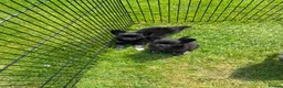 Chihuahua dogs for sale:  2 TINY LONGHAIRED CHIHUAHUA PUPPIES  - Advert 2