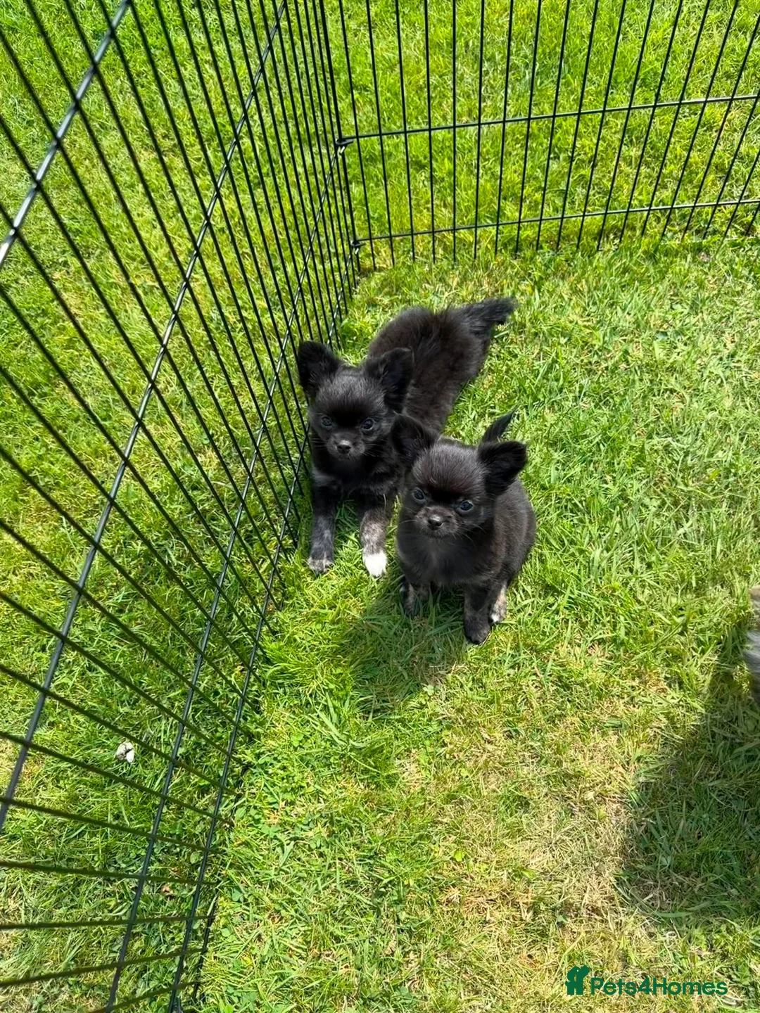 Chihuahua dogs for sale:  2 TINY LONGHAIRED CHIHUAHUA PUPPIES  - Advert 2
