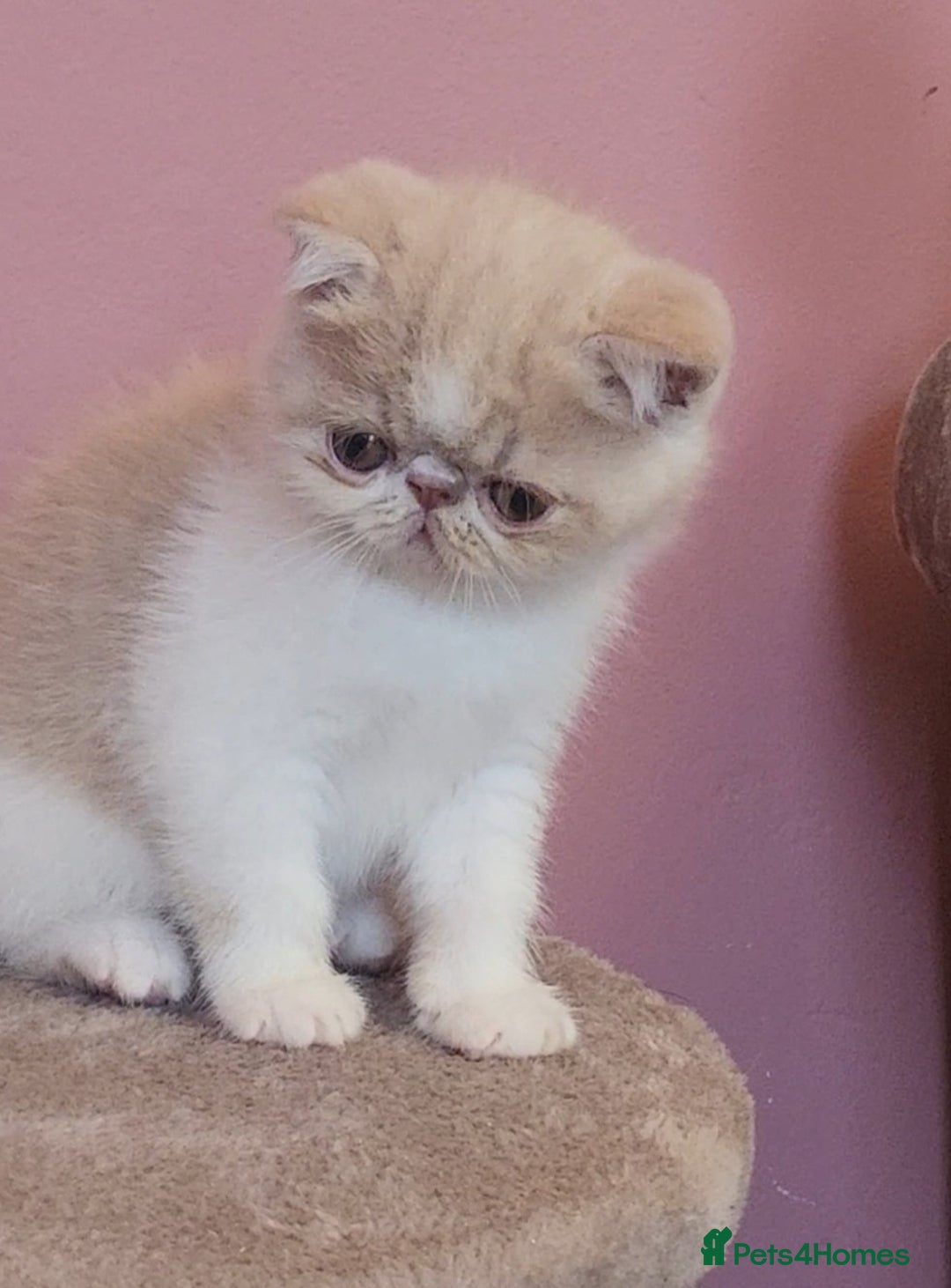 Exotic cats for sale: OUTSTANDING  QUALITY EXOTIC  KITTENS - Advert 21