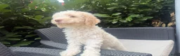 Lagotto Romagnolo dogs for sale: One Male Lagotto Romangnolo available - Advert 4