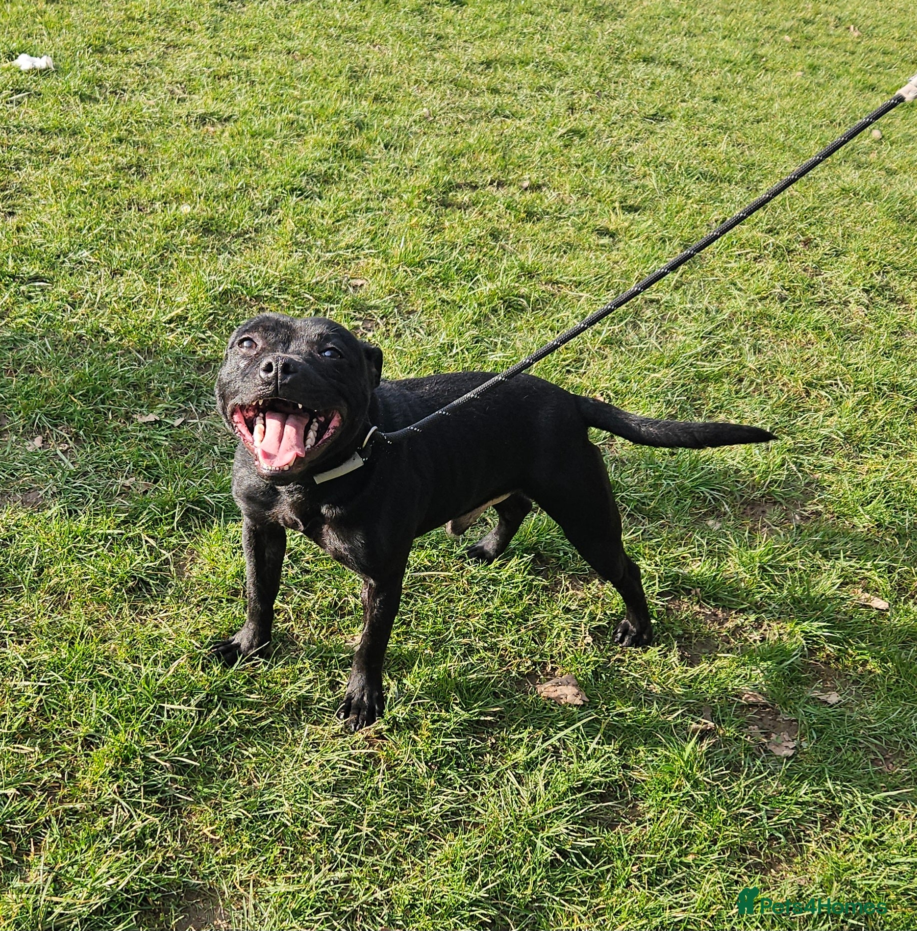 Staffordshire Bull Terrier dogs BLACK, Health tested kc registered STAFFORD STUD - Advert 1