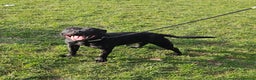 Staffordshire Bull Terrier dogs for stud: BLACK, Health tested kc registered STAFFORD STUD - Advert 1