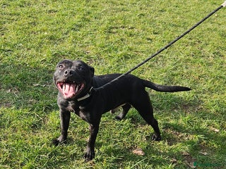 Staffordshire Bull Terrier dogs BLACK, Health tested kc registered STAFFORD STUD - Advert 2