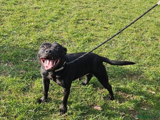 Staffordshire Bull Terrier dogs BLACK, Health tested kc registered STAFFORD STUD - Advert 2