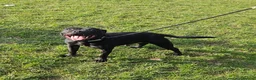 Staffordshire Bull Terrier dogs for stud: BLACK, Health tested kc registered STAFFORD STUD - Advert 1