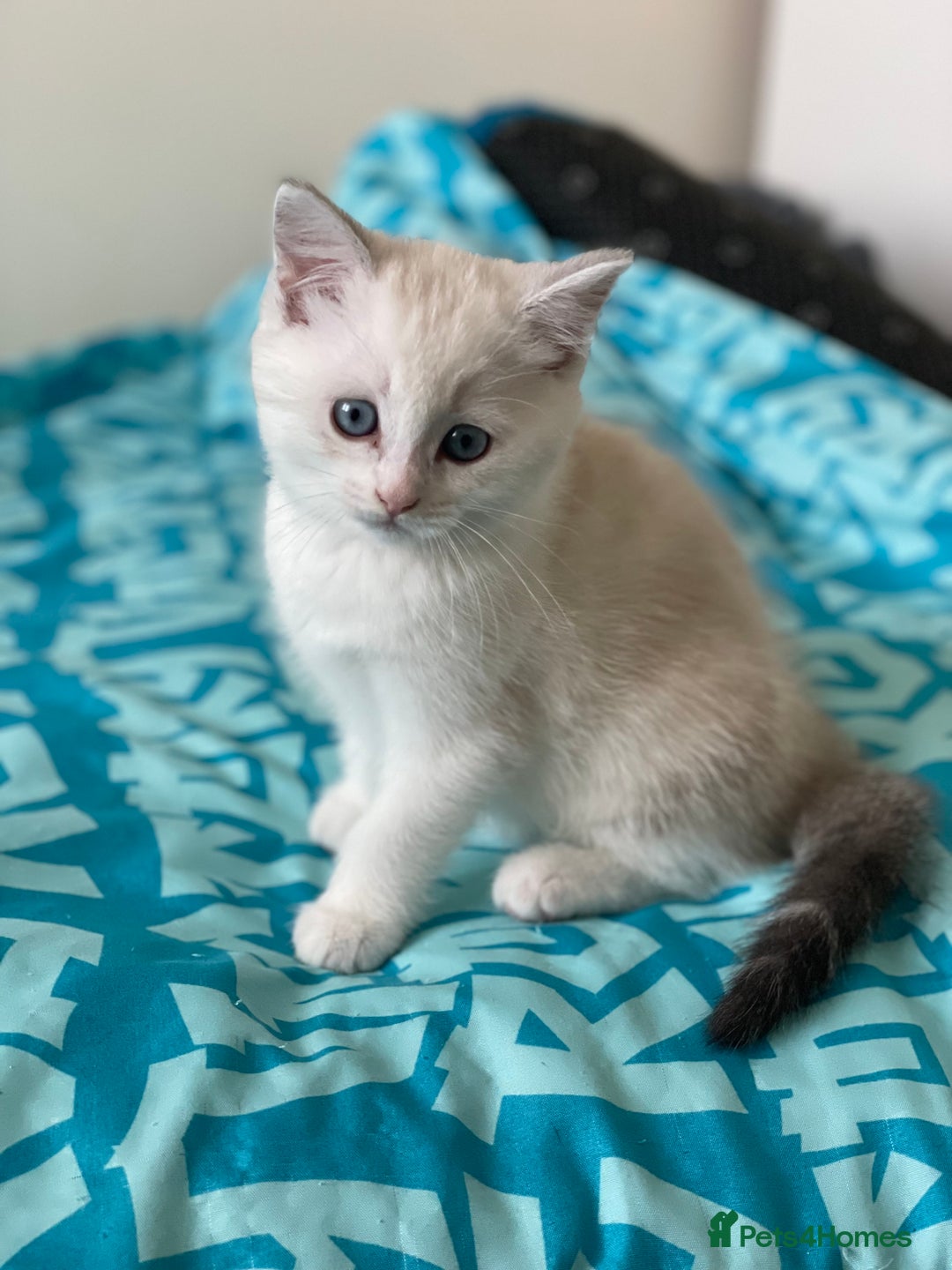 British Shorthair cats for sale: 4 Beautiful British short hair & Ragdoll kittens - Image 13