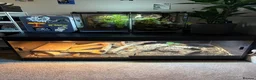 Monitor reptiles for sale: Ackie Monitor & Enclosure   - Advert 2