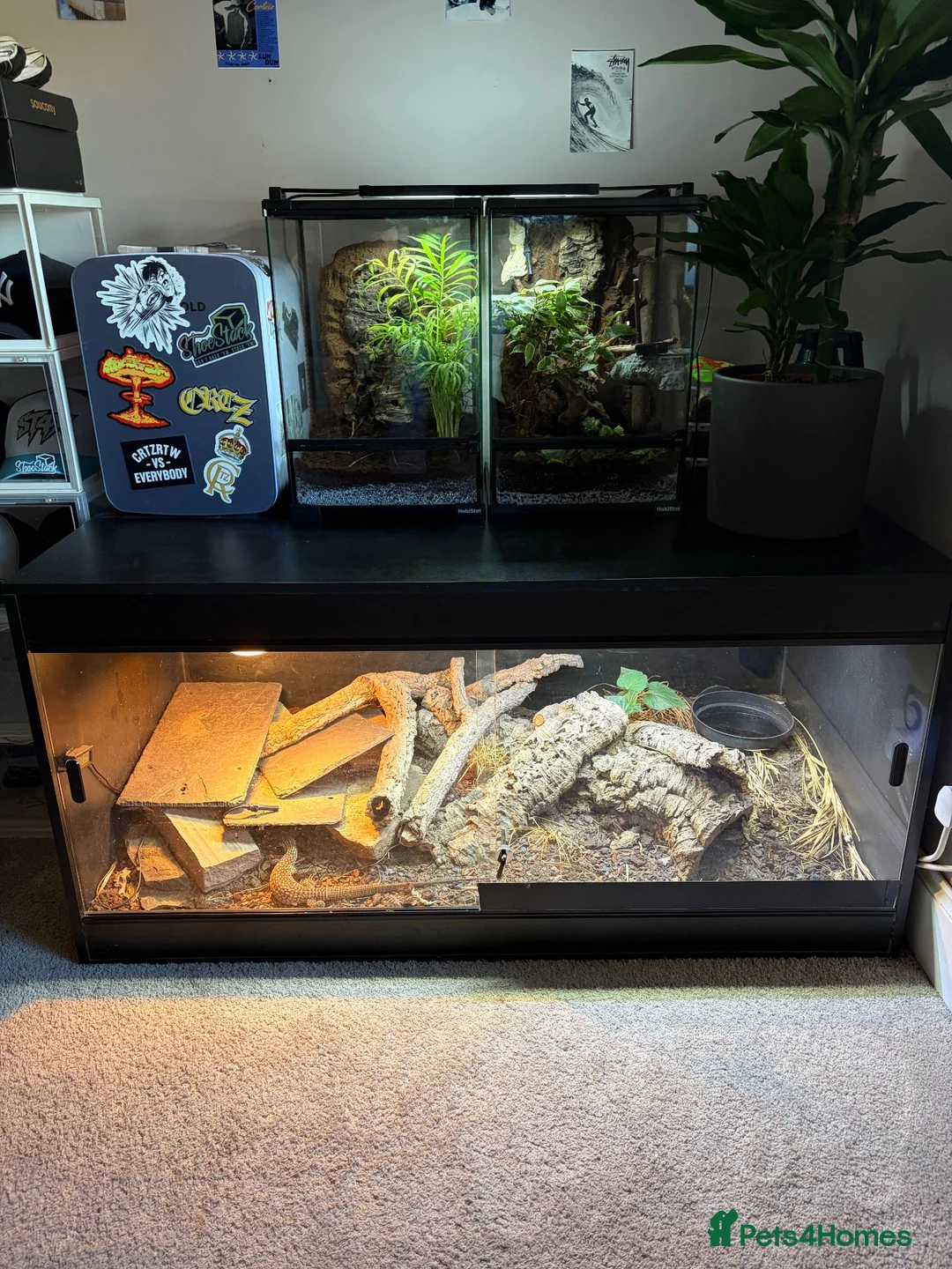 Monitor reptiles for sale: Ackie Monitor & Enclosure   - Advert 2