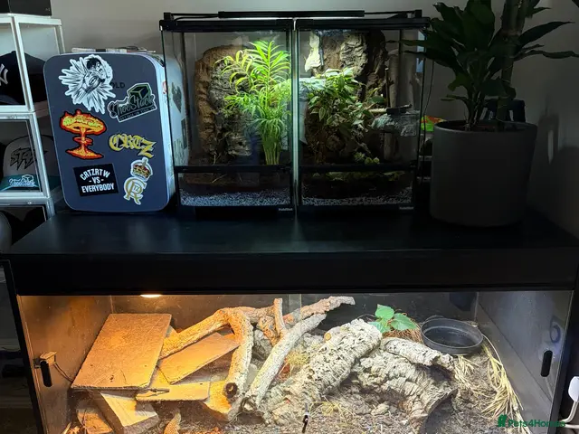 Monitor reptiles Ackie Monitor & Enclosure - Advert 2