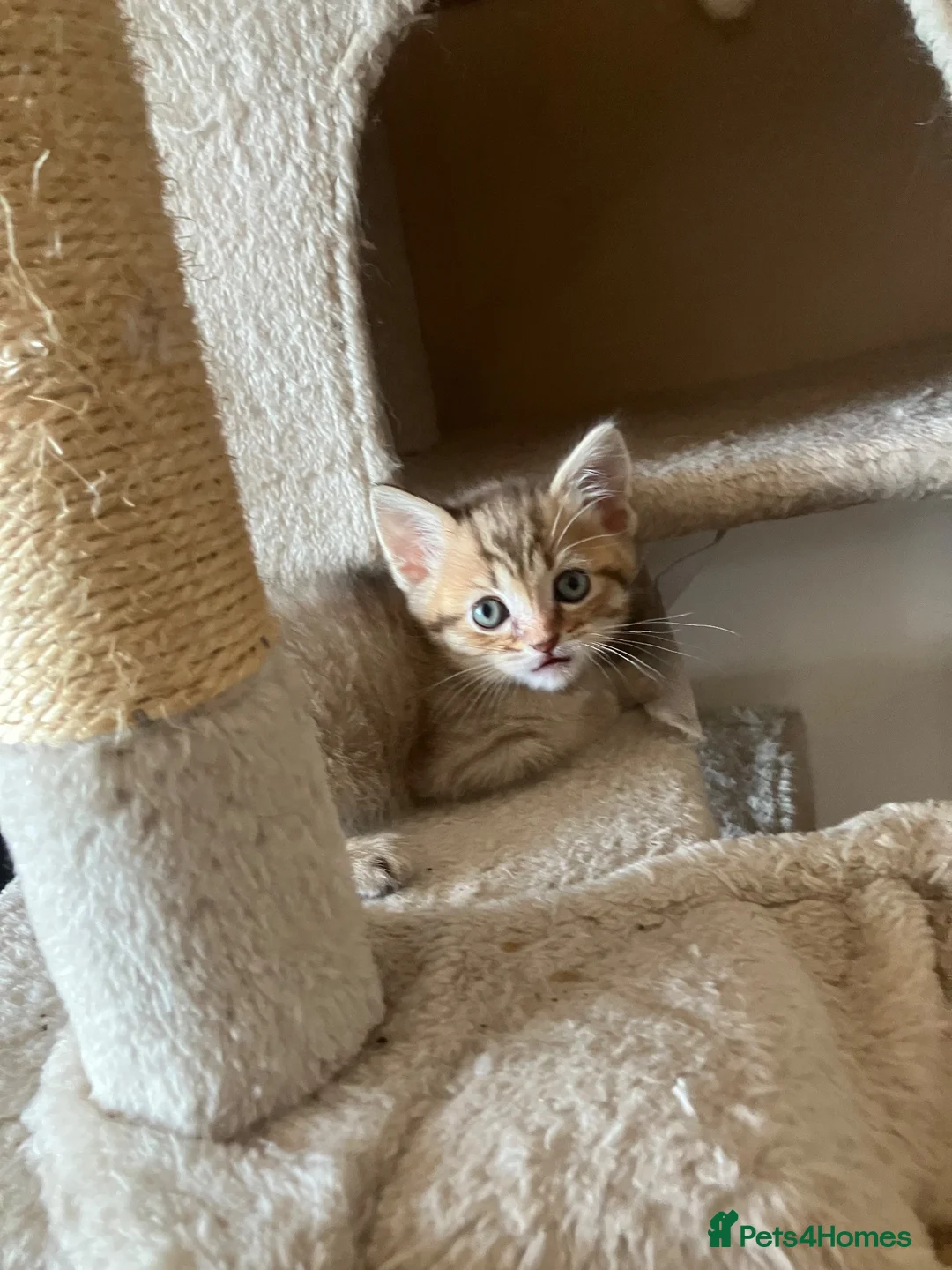 Scottish Fold cats for sale: Scottish fold and straight kittens - Advert 2