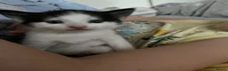 Turkish Angora cats for sale: White girl and black&white boy - Advert 16