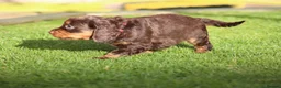 Cocker Spaniel dogs for sale: Beautiful pups in Durham - Advert 16