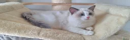 Ragdoll cats for sale: 💕Beautiful TICA Ragdolls Kittens 💕 - Advert 31