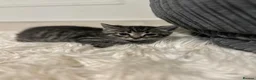 Mixed Breed cats for sale: Female Tabby/brit blue kittens  - Advert 10