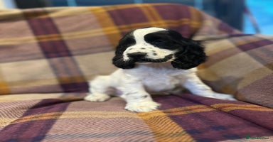 Cocker Spaniel dogs - Advert 3