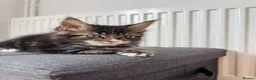 Maine Coon cats for sale: TICA Registered Maine Coon Kittens. Reserve please - Advert 13