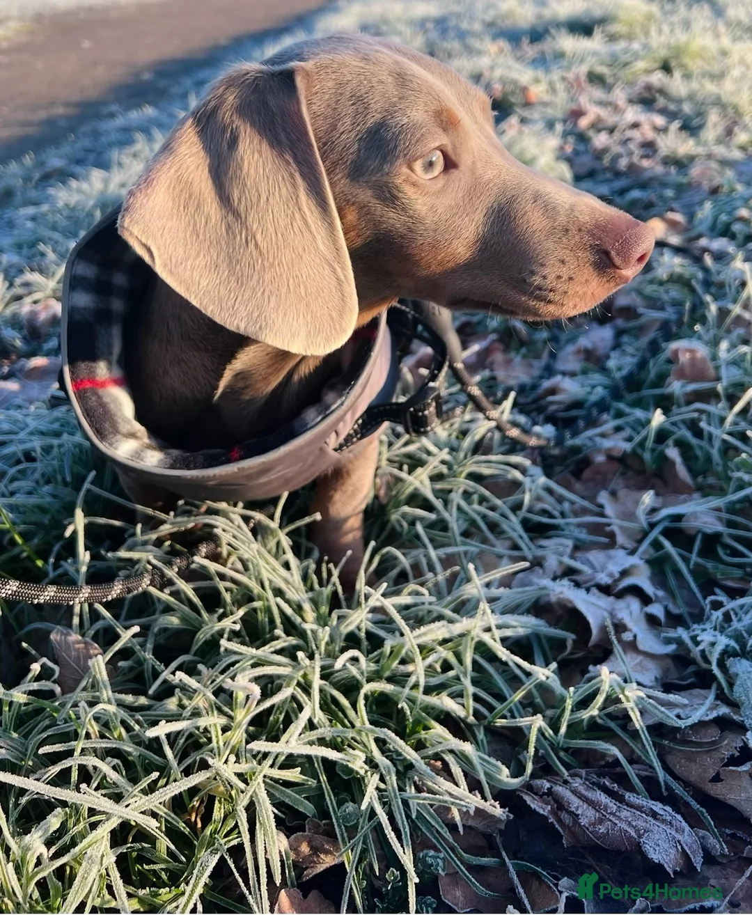 Miniature Dachshund dogs for sale: Miniature Dachshund looking for home - Advert 7