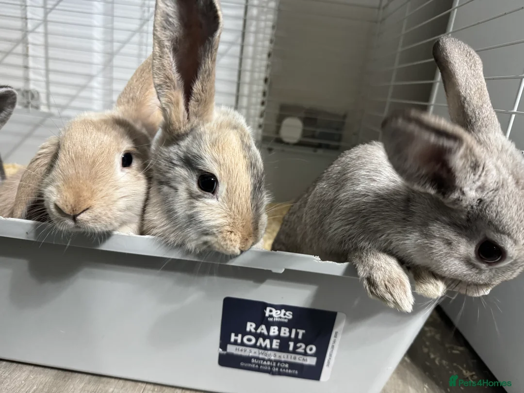 Mixed Breed rabbits for sale: 2 boys for sale - Advert 2