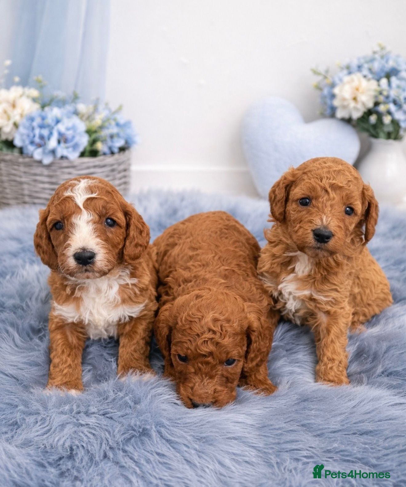 Cavapoo dogs Stunning F1b Cavapoo’s Health Tested Parents - Advert 1