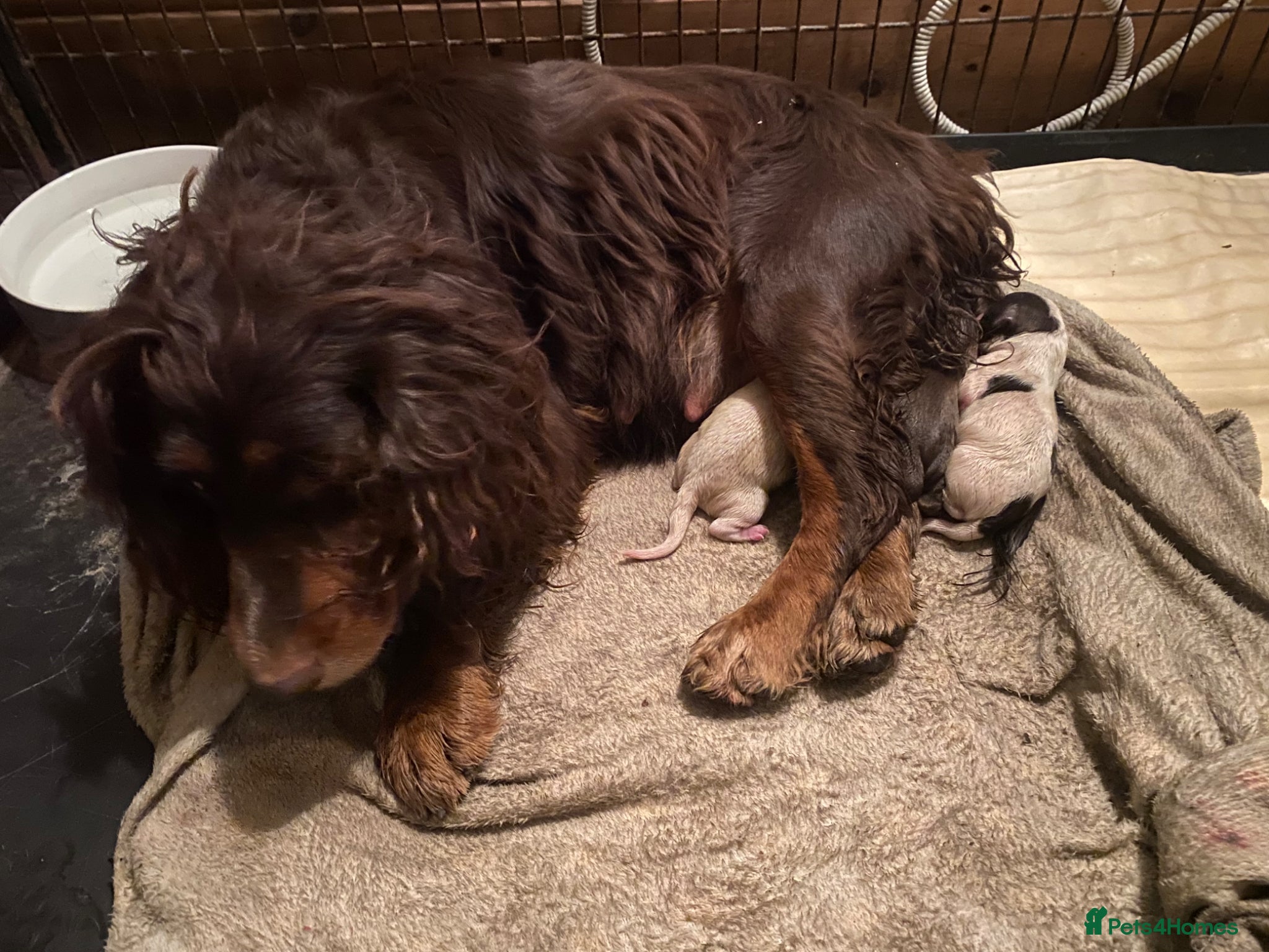 Cocker Spaniel dogs for sale: Working cocker spaniel  - Advert 5