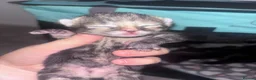 Mixed Breed cats for sale:  mixed kittens, Maine coon ancestry and ragdoll 🐾 - Advert 19