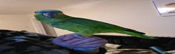 Parrots birds for sale: Tame blue fronted amazon parrot - Advert 1