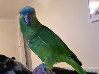 Parrots birds Tame blue fronted amazon parrot - Advert 1