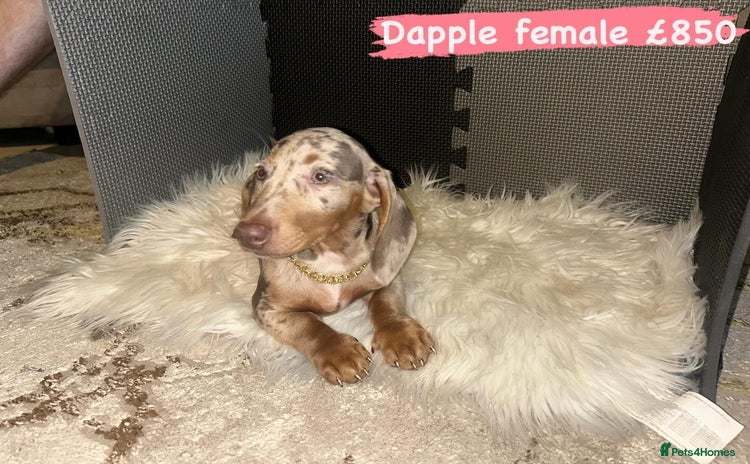 Miniature Dachshund dogs in Walsall - Advert 7