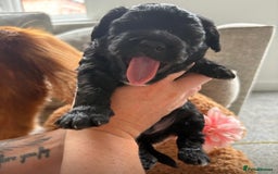 Cavapoo dogs for sale: BEAUTIFUL Toy Cavapoos! - Image 18