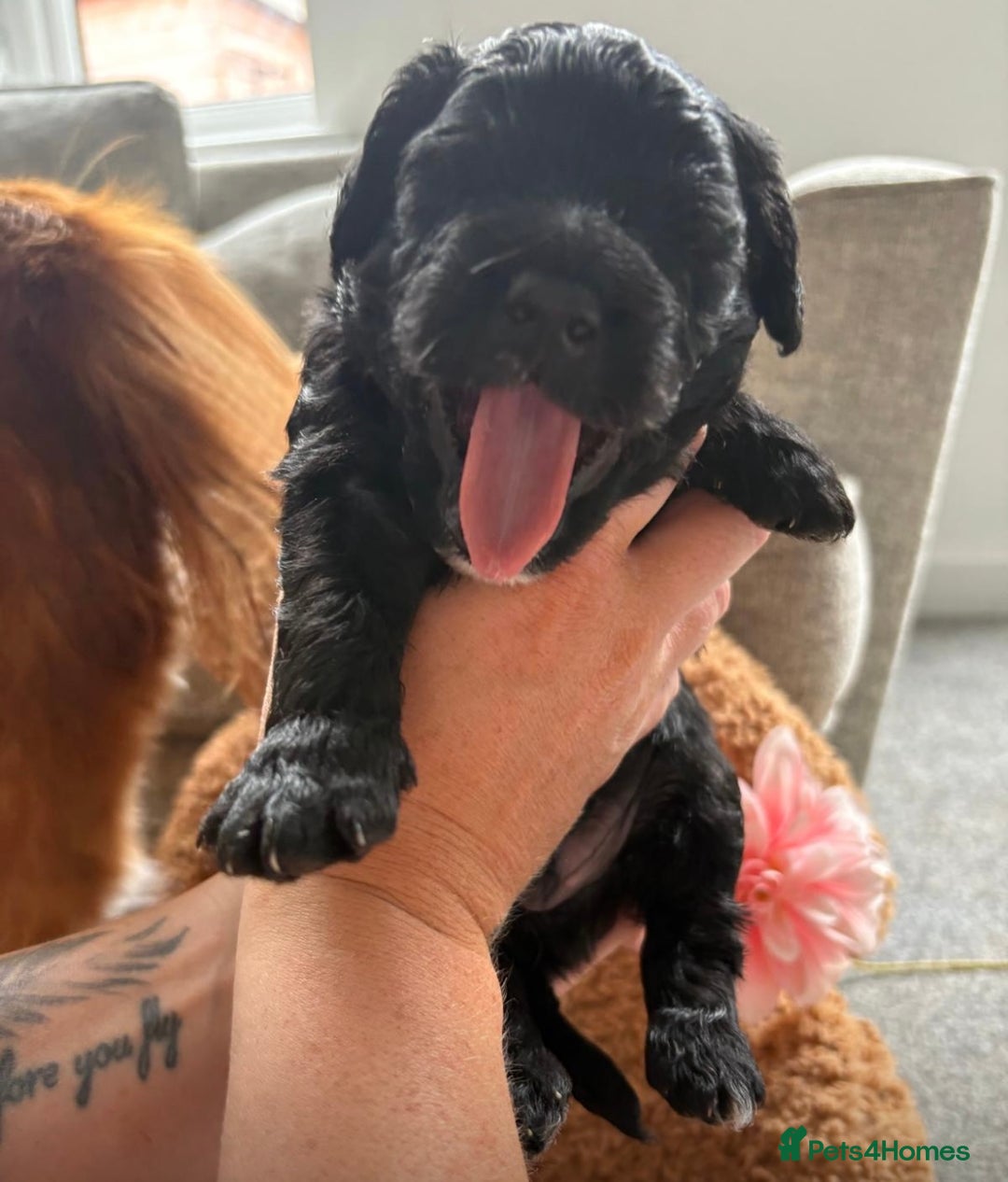 Cavapoo dogs for sale: BEAUTIFUL Toy Cavapoos! - Image 18