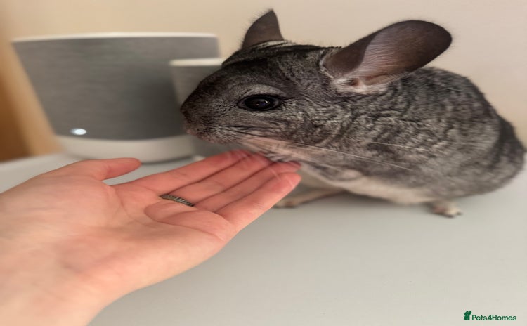 Chinchilla rodents - Advert 1