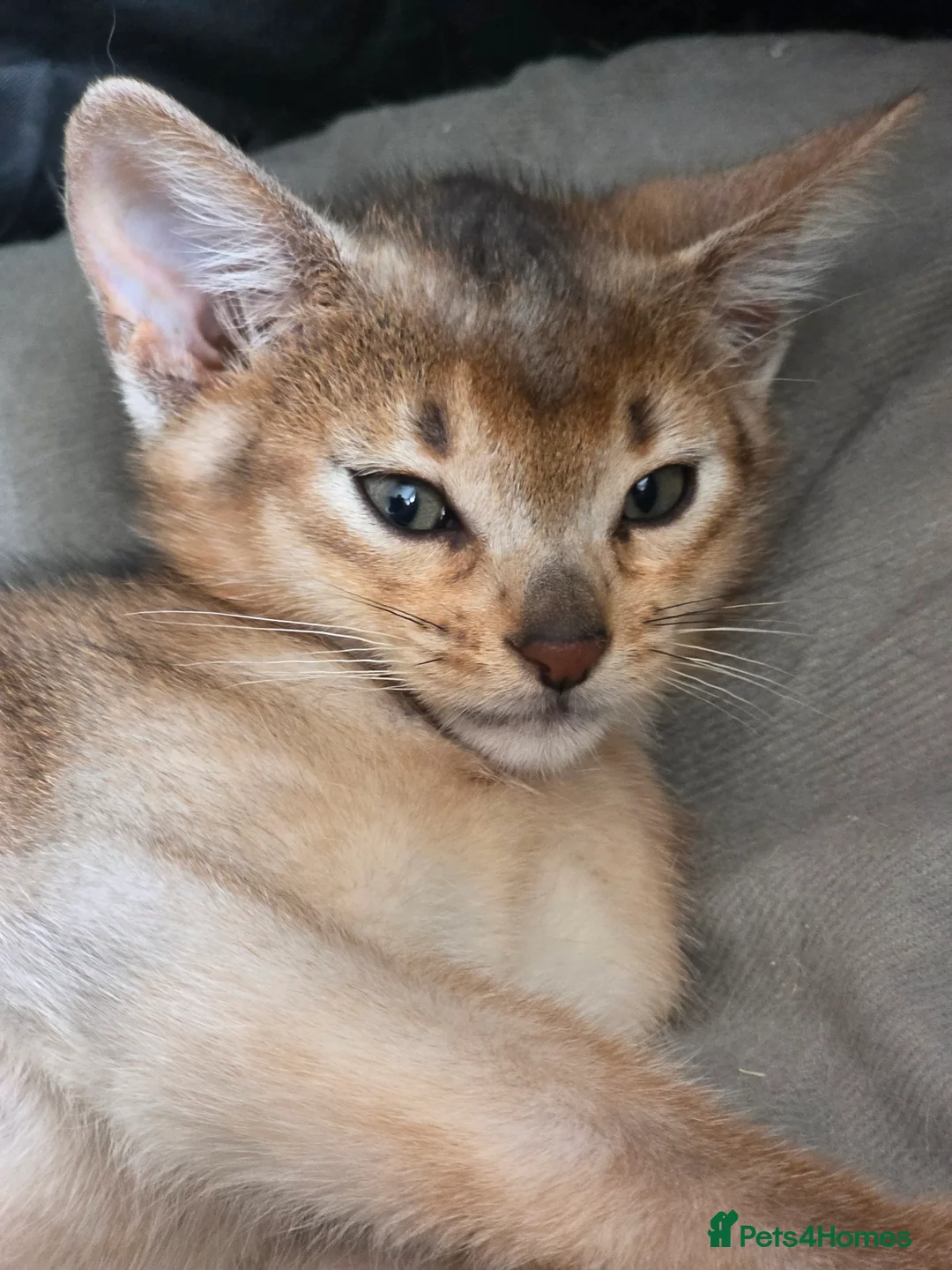 Abyssinian cats for sale: Rare colour beautiful Aby boys - Advert 3