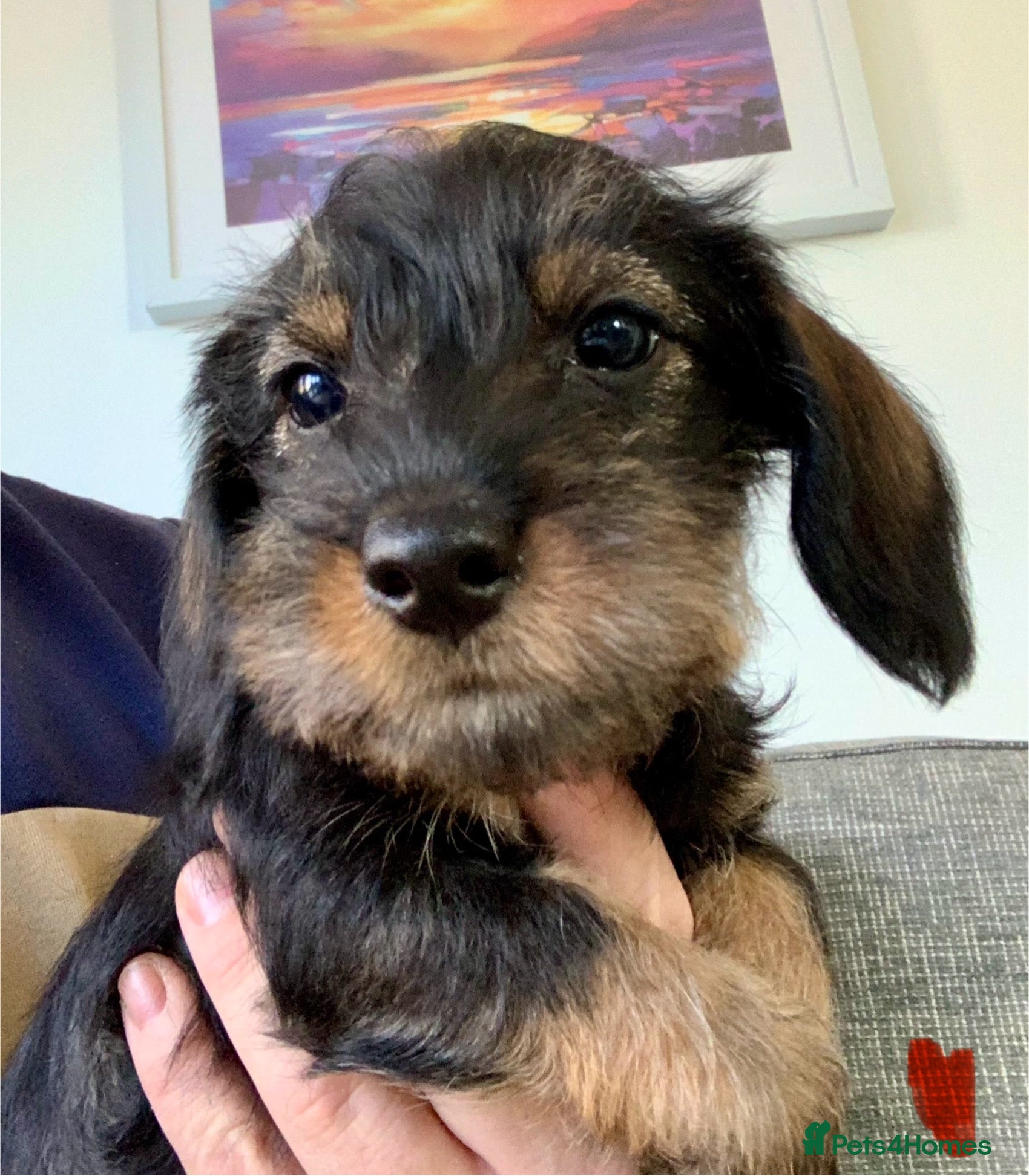 Miniature Dachshund dogs Miniature wirehaired daschunds - Advert 1