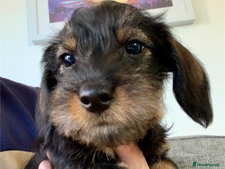 Miniature Dachshund dogs Miniature wirehaired daschunds - Advert 1