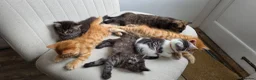 Mixed Breed cats for sale: Maine coon kittens available in Peterborough - Advert 5