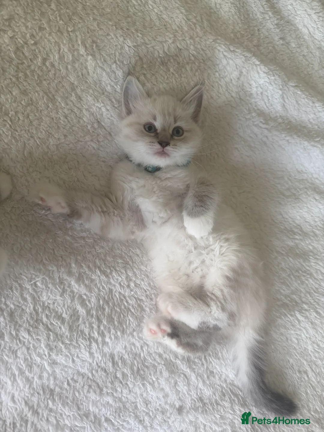Siberian cats for sale: ONE Male kitten remaining (Blue) - Advert 2