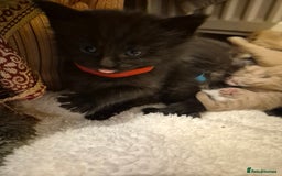 Maine Coon cats for sale: 5 week old Pure Bred Maine Coons for sale. - Image 9