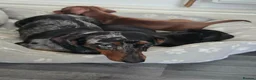 Miniature Dachshund dogs for sale: Miniature dachshund in Nelson - Advert 10