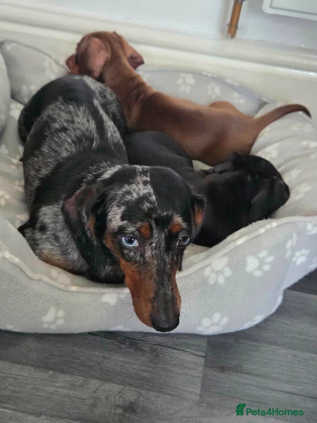 Miniature Dachshund dogs for sale: Miniature dachshund in Nelson - Advert 10